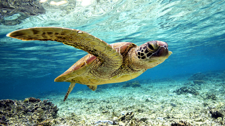 Best Places to See Sea Turtles in Sri Lanka